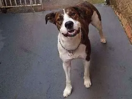 Cachorro ra a pitbul+vira-lata idade 2 anos nome apolo