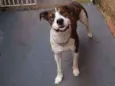 apolo