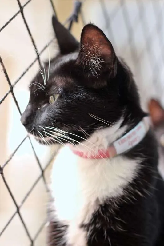 Gato ra a  idade 3 anos nome Cindy