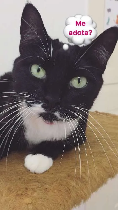 Gato ra a  idade 3 anos nome Cindy