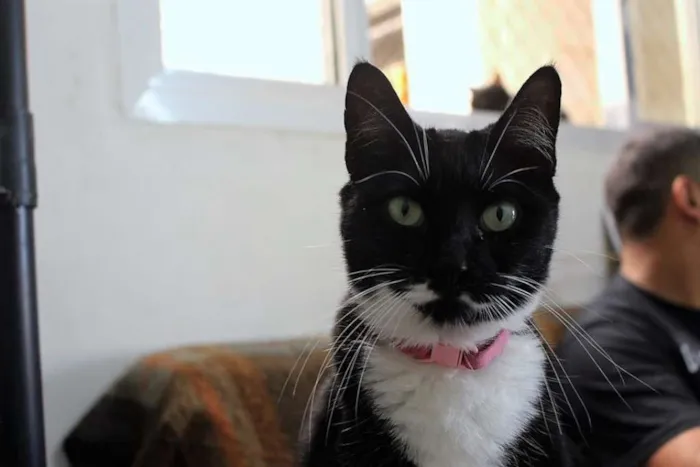 Gato ra a  idade 3 anos nome Cindy