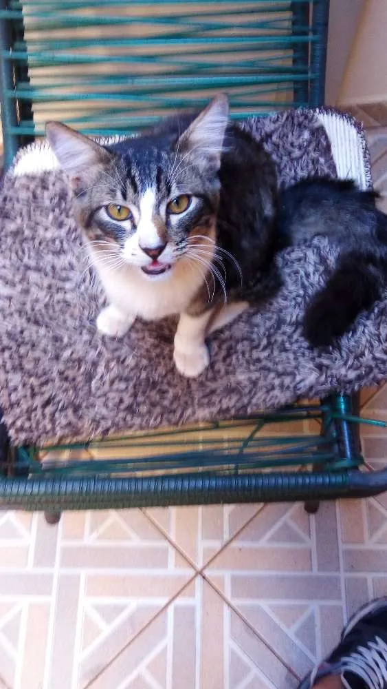 Gato ra a Desconhecida idade 2 anos nome Sem nome