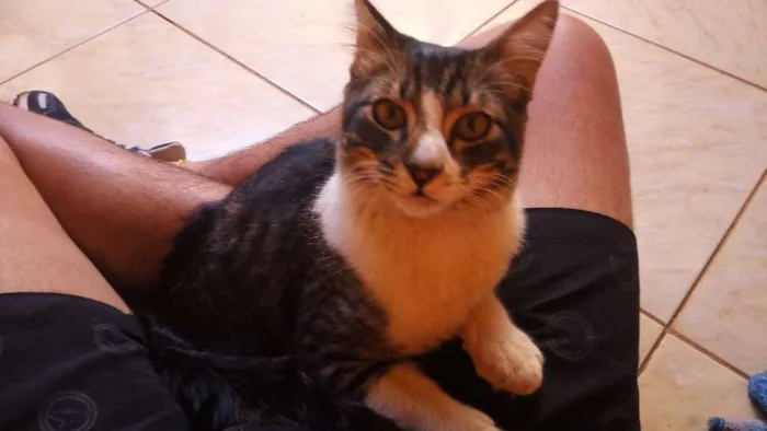 Gato ra a Desconhecida idade 2 anos nome Sem nome