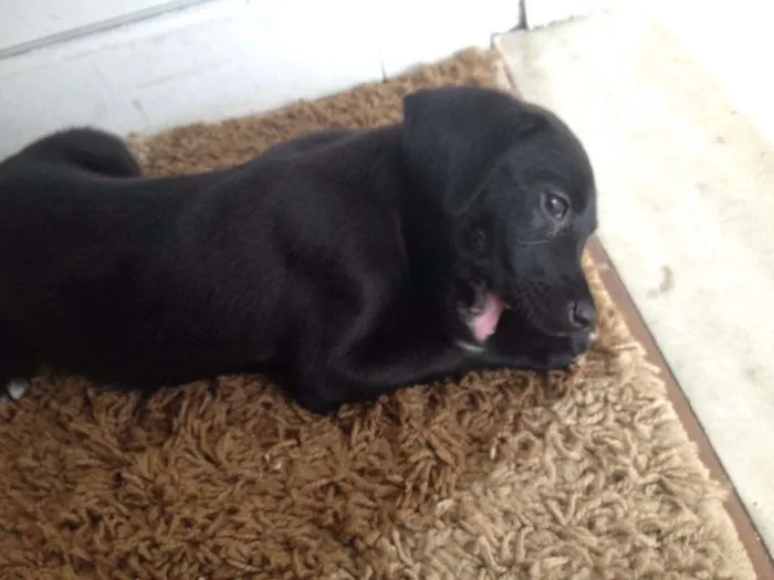 Cachorro raça SRD idade 2 a 6 meses nome Pandora