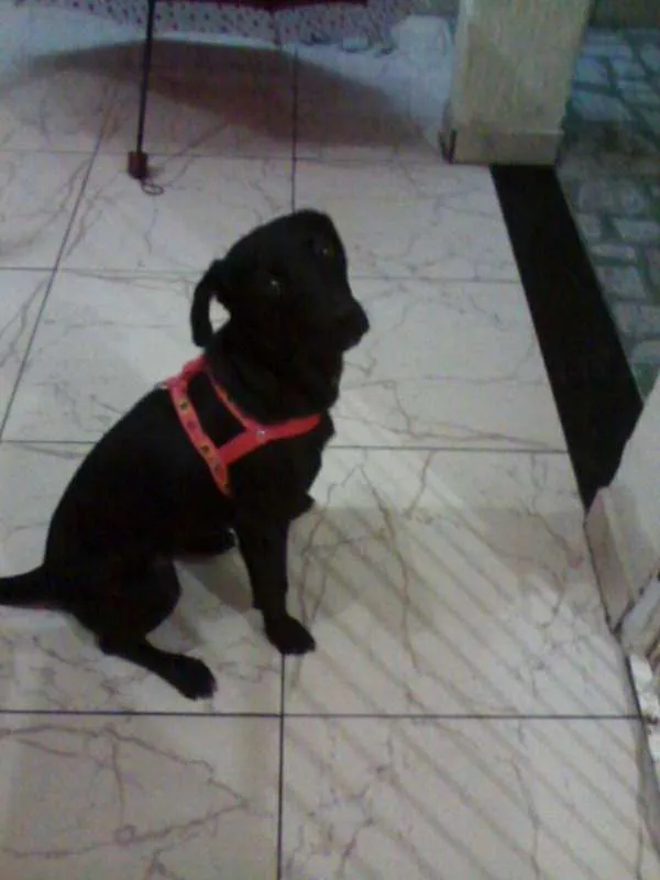 Cachorro raça SRD idade 2 a 6 meses nome Pandora