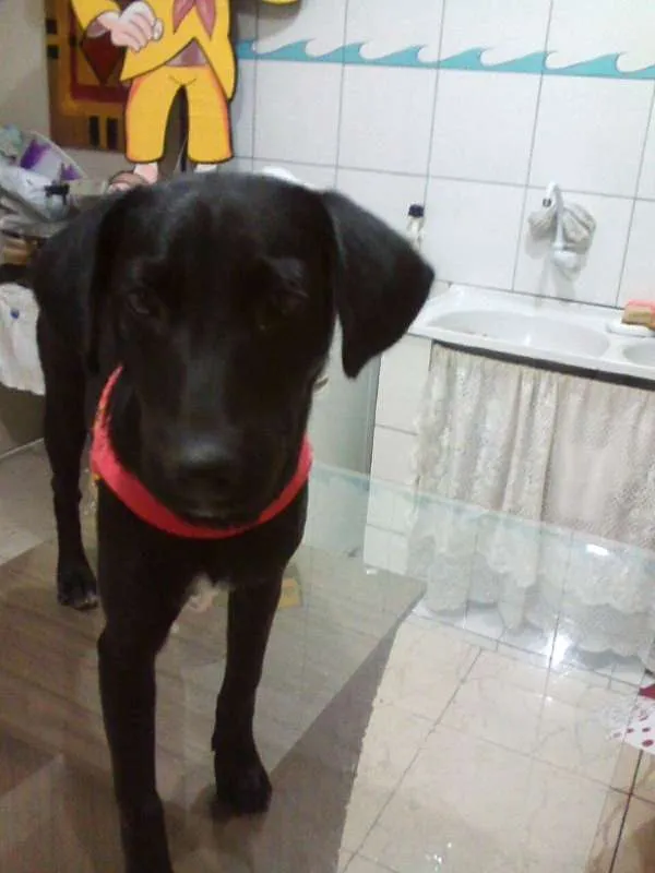 Cachorro raça SRD idade 2 a 6 meses nome Pandora