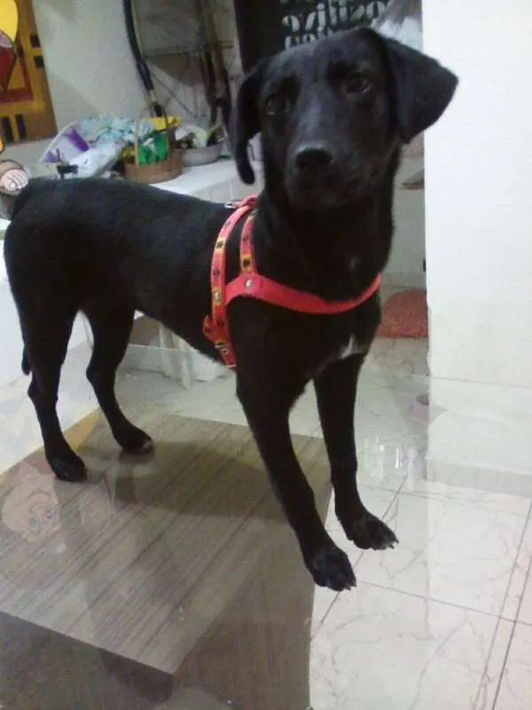 Cachorro raça SRD idade 2 a 6 meses nome Pandora