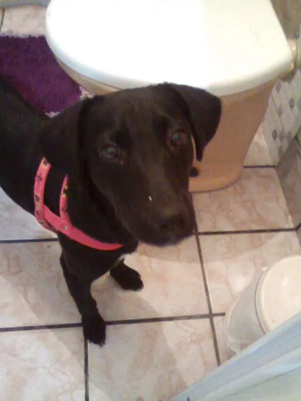 Cachorro raça SRD idade 2 a 6 meses nome Pandora
