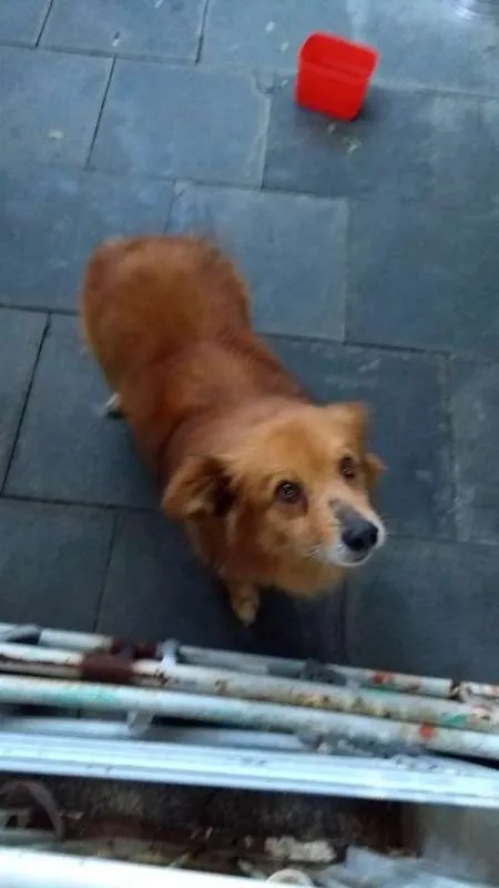 Cachorro ra a Não sei a raça idade 2 anos nome Não sei o nome