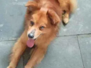 Cachorro raça Não sei a raça idade 2 anos nome Não sei o nome