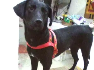 Cachorro raça SRD idade 2 a 6 meses nome Pandora