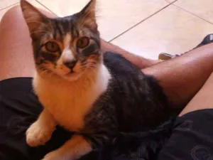 Gato raça Desconhecida idade 2 anos nome Sem nome