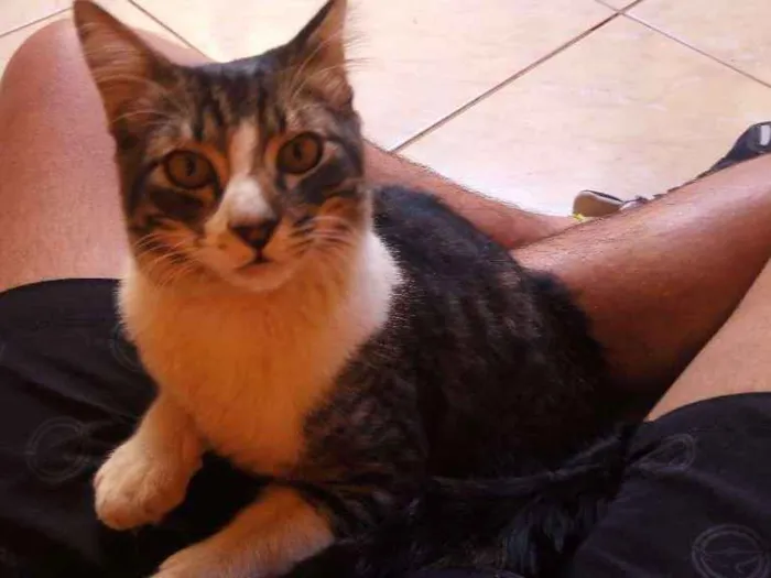 Gato ra a Desconhecida idade 2 anos nome Sem nome