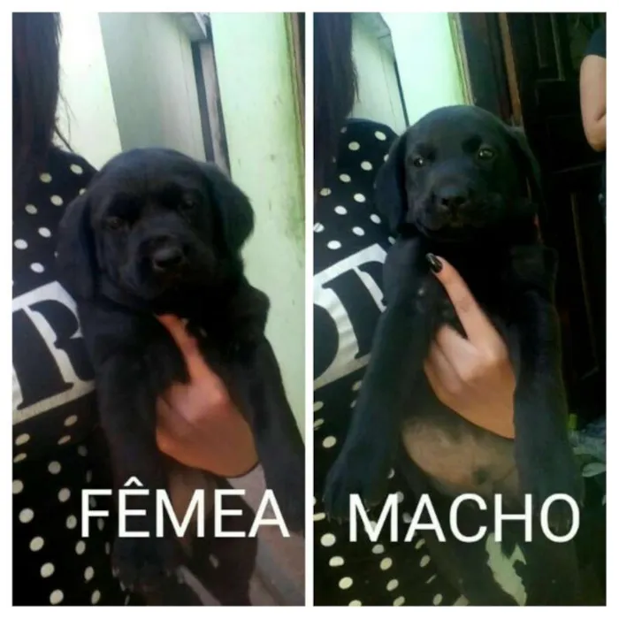 Cachorro ra a SRD idade Abaixo de 2 meses nome Zoe / Billy