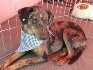 Cachorro raça  idade 1 ano nome Maia