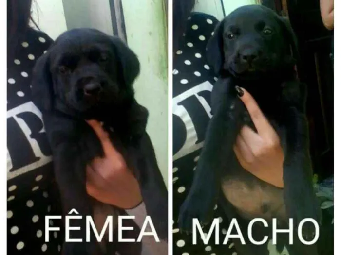 Cachorro ra a SRD idade Abaixo de 2 meses nome Zoe / Billy