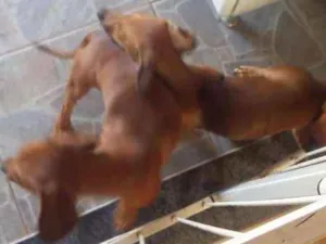 Cachorro raça dashound idade 7 a 11 meses nome Chocolate