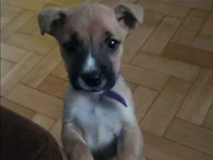 Cachorro raça Vira lata idade 2 a 6 meses nome Gaia