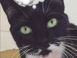 Gato raça  idade 3 anos nome Cindy
