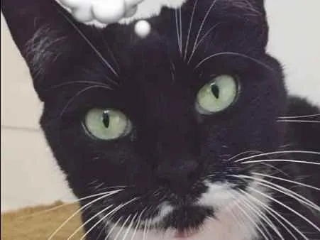 Gato ra a  idade 3 anos nome Cindy