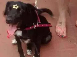 Cachorro raça Sem raça idade 1 ano nome Snoopy