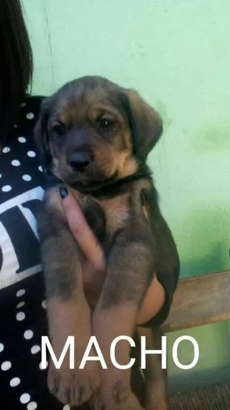 Cachorro ra a SRD idade Abaixo de 2 meses nome Nico