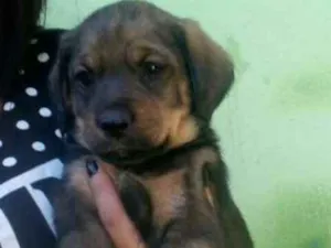 Cachorro raça SRD idade Abaixo de 2 meses nome Nico