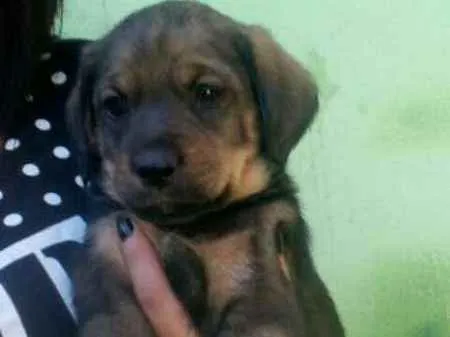 Cachorro ra a SRD idade Abaixo de 2 meses nome Nico
