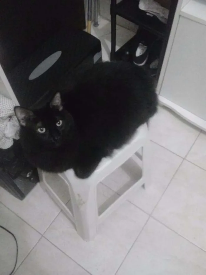 Gato ra a SRD idade 6 ou mais anos nome Pulito e Nala