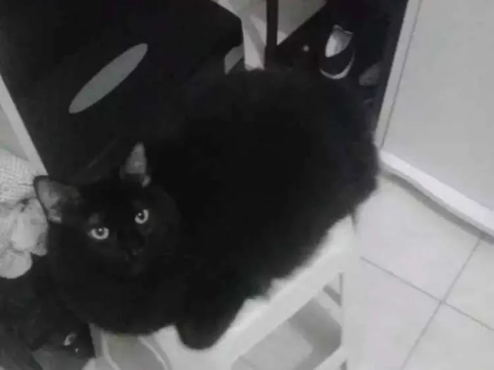 Gato ra a SRD idade 6 ou mais anos nome Pulito e Nala