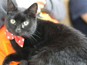 Gato raça  idade 2 anos nome Halley