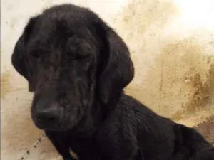 Cachorro raça Indefinida idade  nome Fumaça 