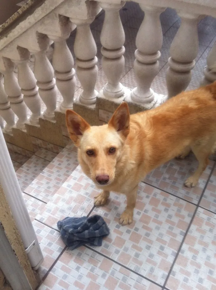 Cachorro ra a Sem raça  idade 5 anos nome Linda