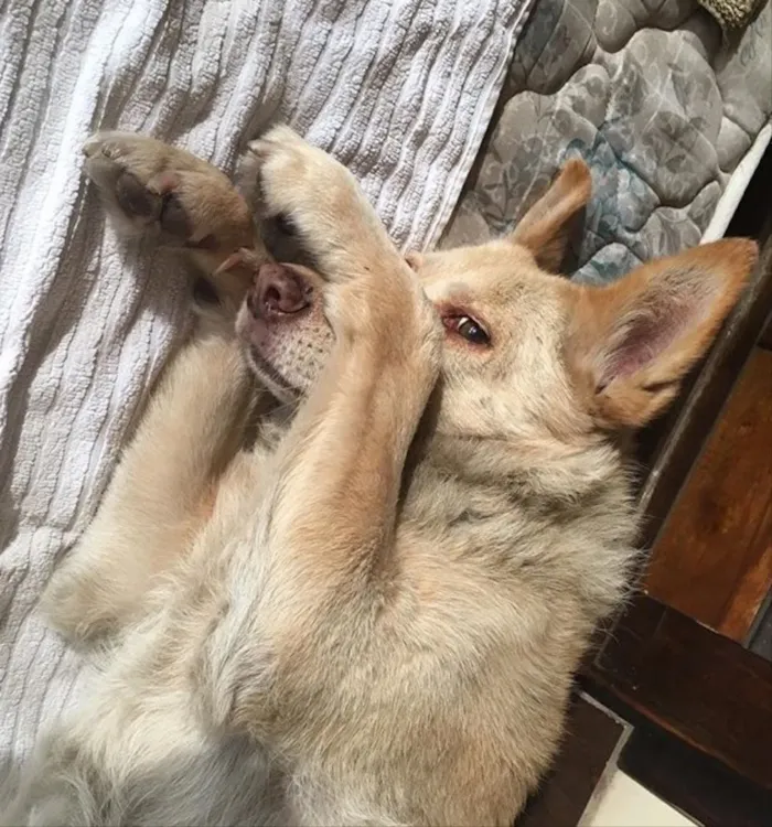 Cachorro ra a Sem raça  idade 5 anos nome Linda