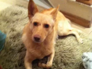 Cachorro raça Sem raça  idade 5 anos nome Linda