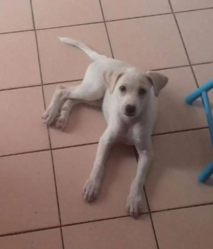 Cachorro ra a SRD idade 2 a 6 meses nome Nina