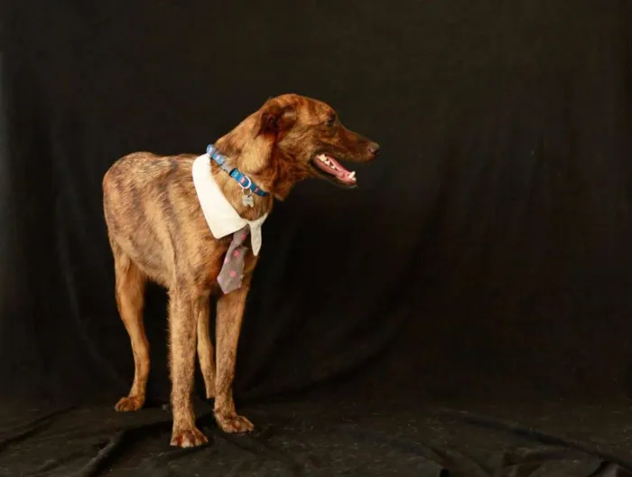 Cachorro ra a SRD idade 2 anos nome Lino