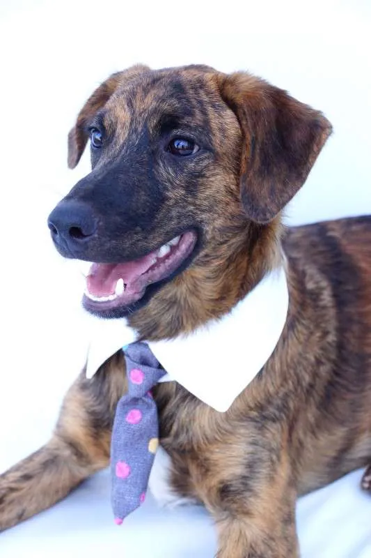 Cachorro ra a SRD idade 2 anos nome Lino