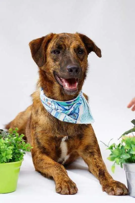 Cachorro ra a SRD idade 2 anos nome Lino