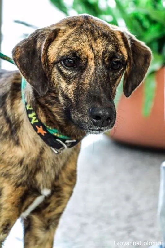 Cachorro ra a SRD idade 2 anos nome Lino