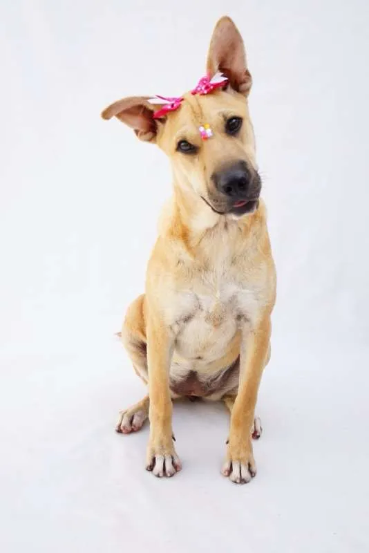 Cachorro ra a SRD idade 7 a 11 meses nome Frida