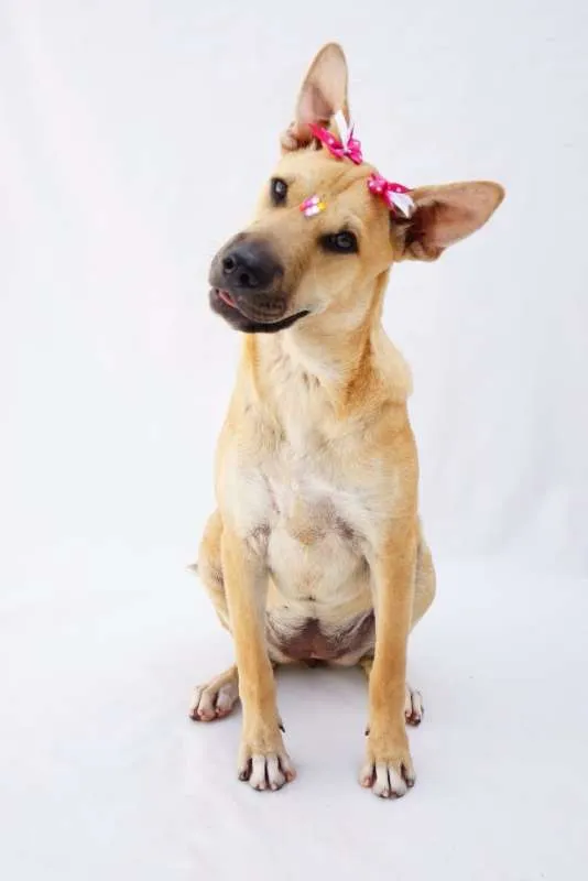 Cachorro ra a SRD idade 7 a 11 meses nome Frida