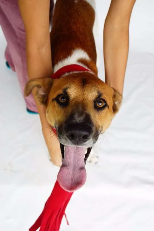 Cachorro ra a SRD idade 1 ano nome Luwi