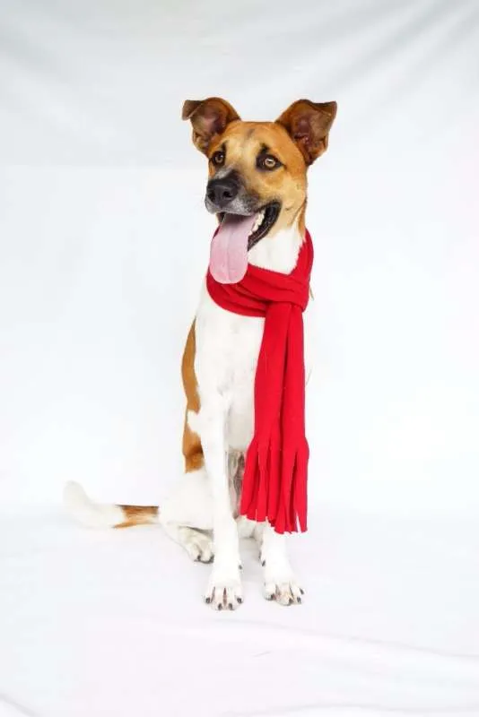 Cachorro ra a SRD idade 1 ano nome Luwi