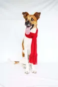Luwi