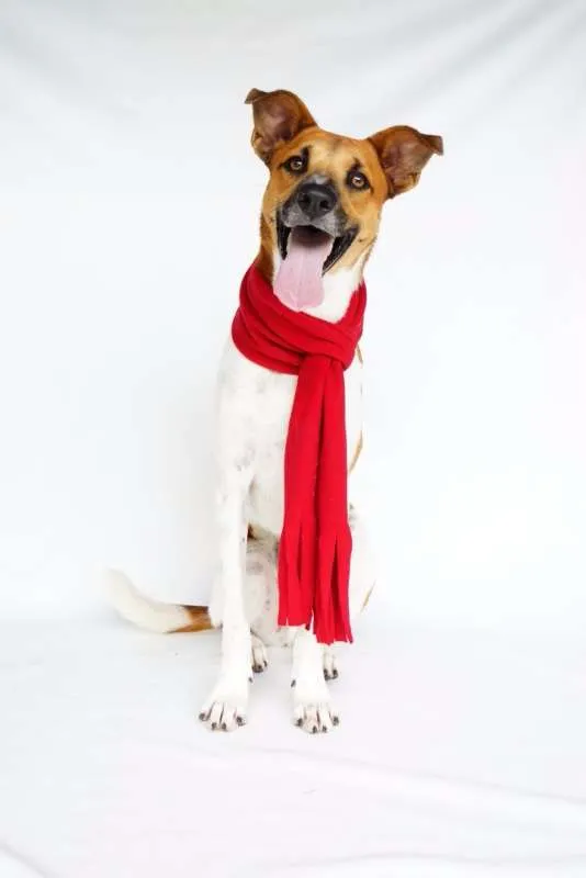 Cachorro ra a SRD idade 1 ano nome Luwi