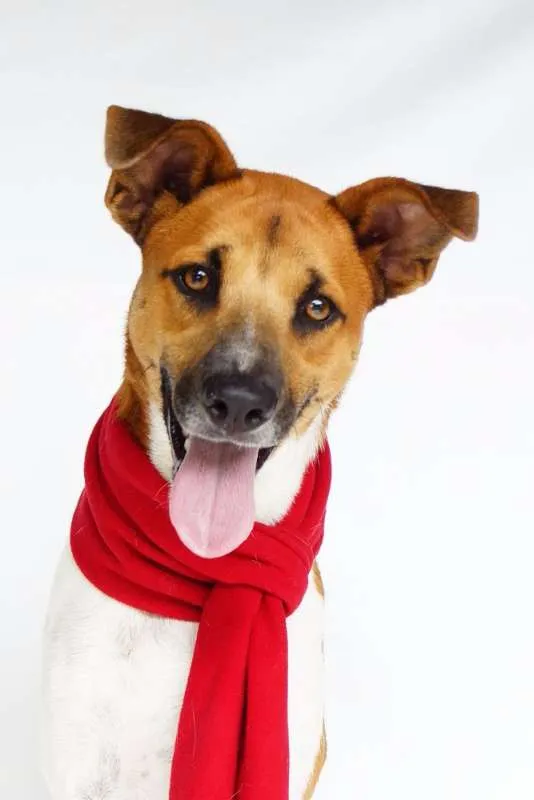 Cachorro ra a SRD idade 1 ano nome Luwi