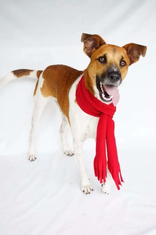 Cachorro ra a SRD idade 1 ano nome Luwi