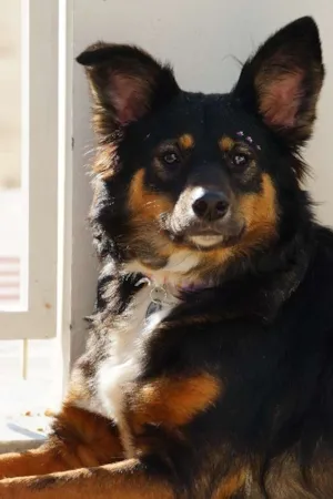 Cachorro raça SRD idade 3 anos nome Emmily