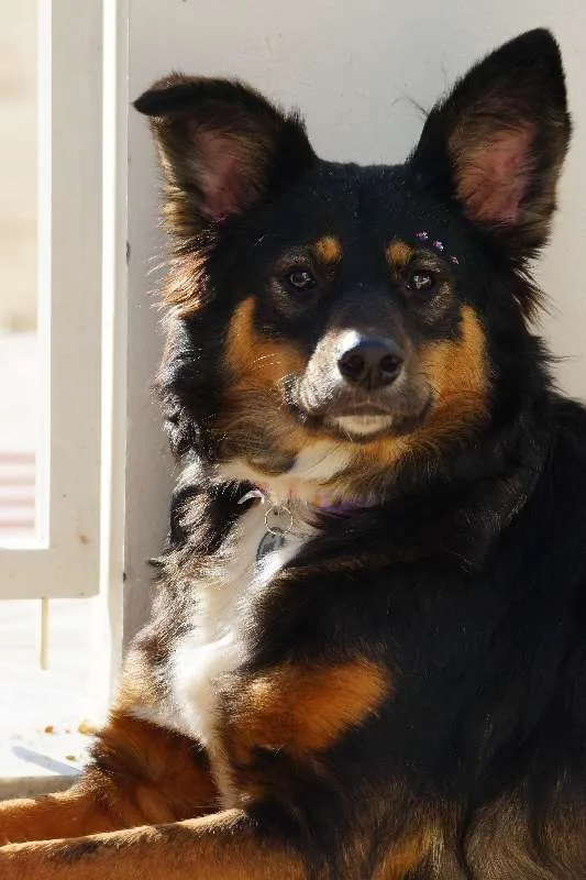 Cachorro ra a SRD idade 3 anos nome Emmily